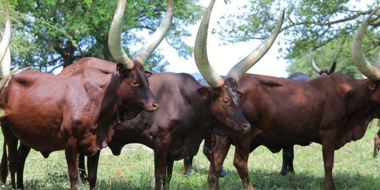 NAGRC&DB Develops High-Milk-Yielding Pure Ankole Dairy Cattle at Nshaara Ranch