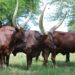 NAGRC&DB Develops High-Milk-Yielding Pure Ankole Dairy Cattle at Nshaara Ranch