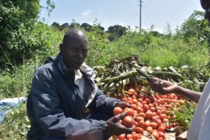 Siraje Wasswa,one of the affected tomato farmers in Katovu B Village.
