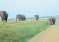 Photo illustrates the risks when elephants move close to roads and inhabited areas.