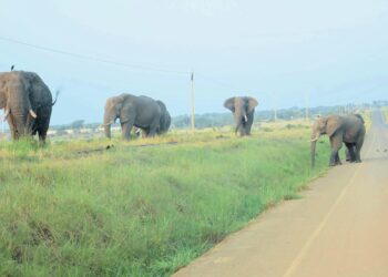 Photo illustrates the risks when elephants move close to roads and inhabited areas.