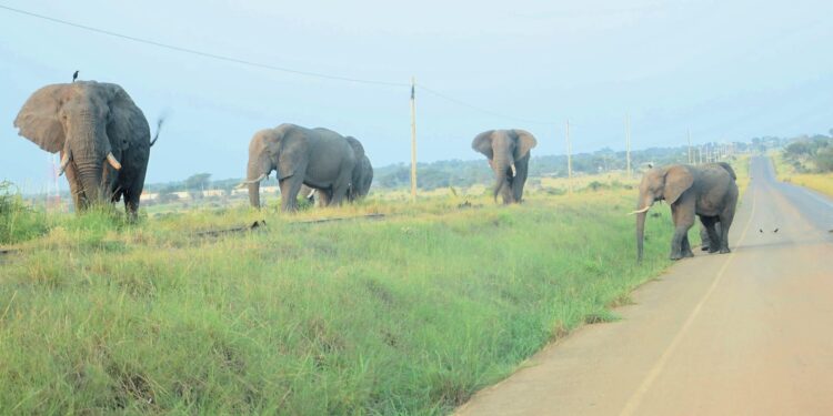 Photo illustrates the risks when elephants move close to roads and inhabited areas.