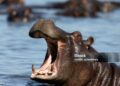THE HIPPOS THEY REFUSE TO KILL-Rakai Communities Staying Along Hippopotamuses