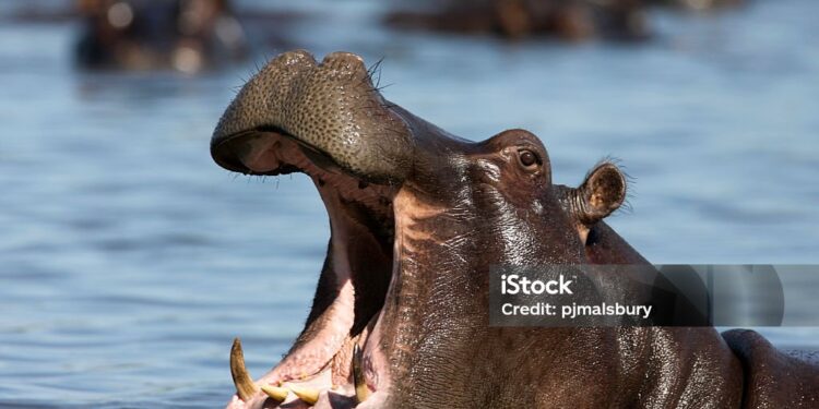 THE HIPPOS THEY REFUSE TO KILL-Rakai Communities Staying Alongside Hippopotamuses