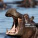 THE HIPPOS THEY REFUSE TO KILL-Rakai Communities Staying Alongside Hippopotamuses