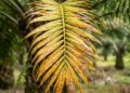 Yellowing fronds can be a sign of nutrient deficiency, although other causes are possible.
