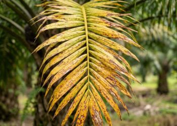Yellowing fronds can be a sign of nutrient deficiency, although other causes are possible.
