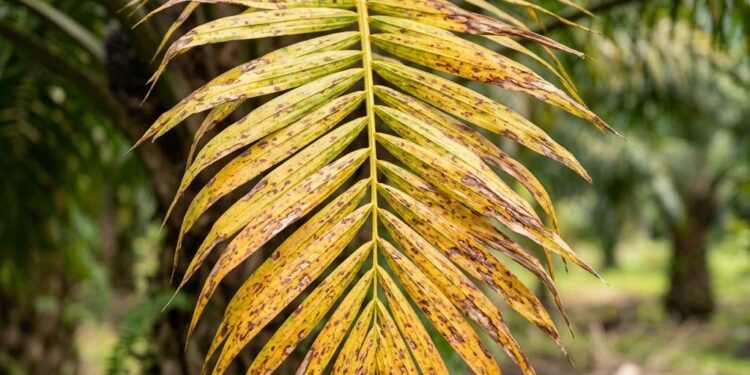 Yellowing fronds can be a sign of nutrient deficiency, although other causes are possible.