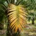 Yellowing fronds can be a sign of nutrient deficiency, although other causes are possible.